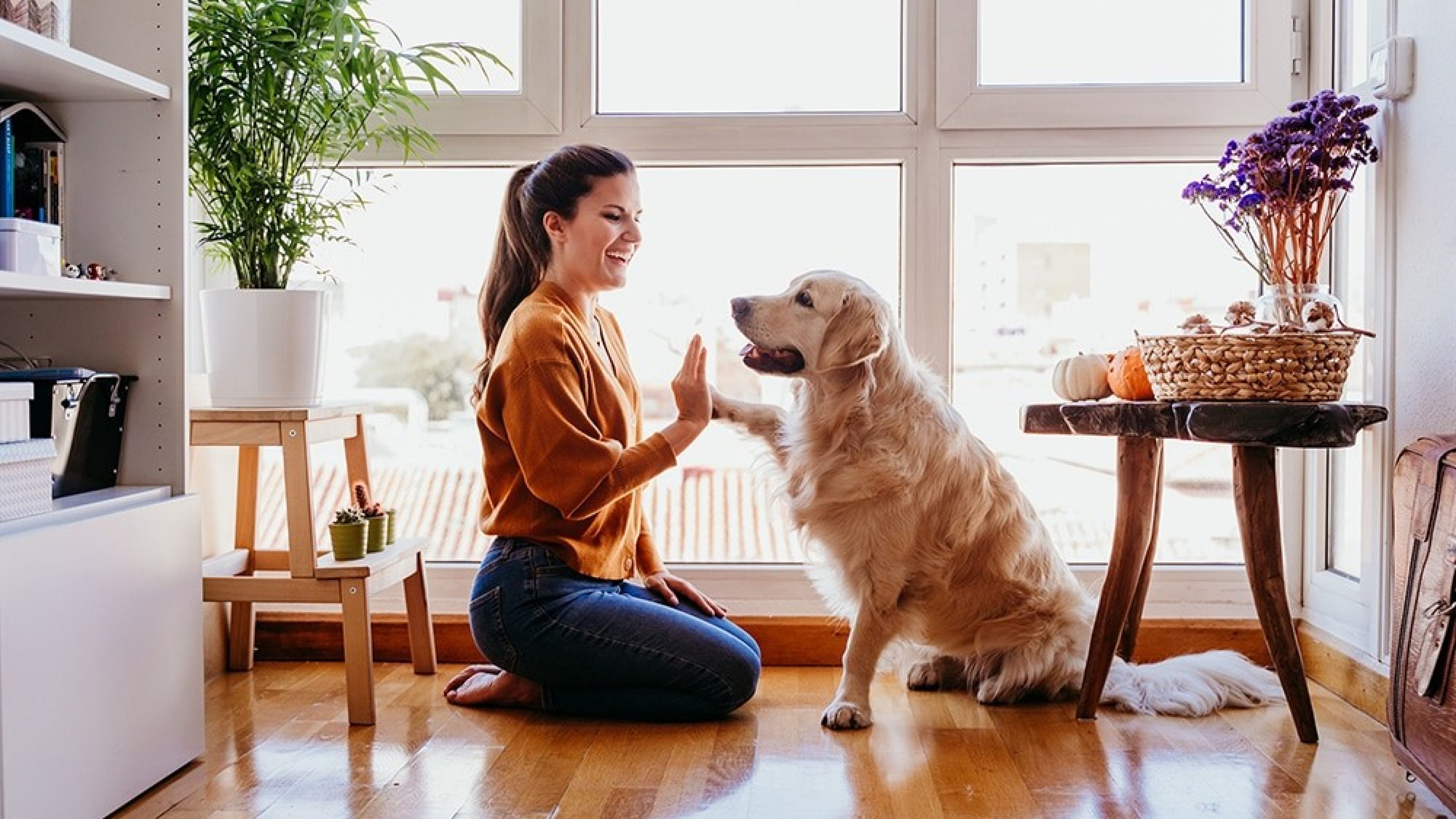 Hund und Halterin geben sich ein High Five