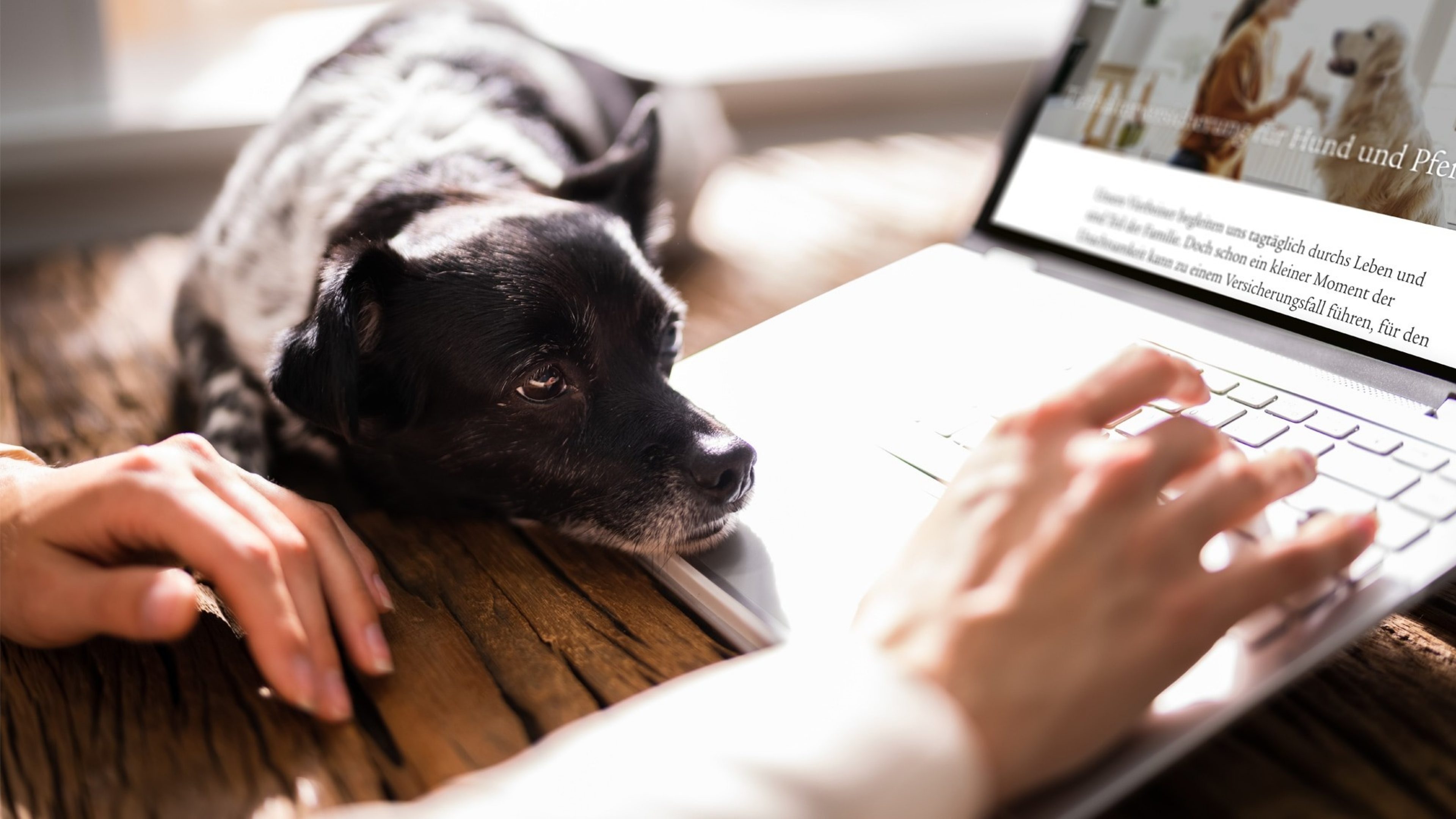 Hund liegt mit Kopf auf Laptop